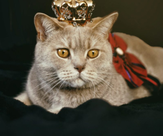 A grey cat with amber eyes is wearing a small, ornate gold crown. It has a red bow on its back and is lying on a black surface. The background is dark, highlighting the cat's regal appearance.